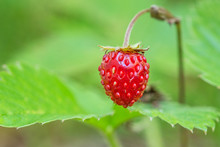 Ripe Wild Strawberry Berry Closeup