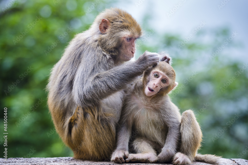 Macaques in Guiyang, China - obrazy, fototapety, plakaty 
