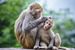 Macaques in Guiyang, China
