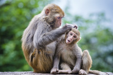 Macaques In Guiyang, China