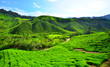 Tea Plantation Fields on the Hills