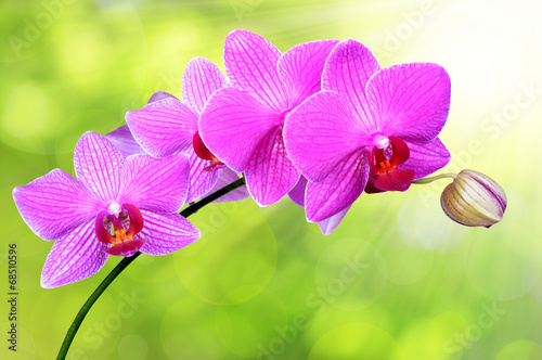 Obraz na płótnie canvas dwuczęściowy "dyptyk" Purpurowa orchidea na zielonym tle