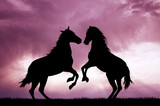 Fototapeta Konie - Horses in love