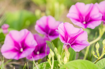 Wall Mural - Morning glory or Convolvulaceae flowers