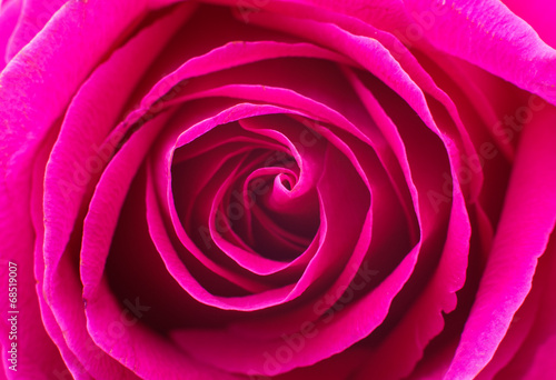 Naklejka na meble Beautiful pink rose closeup