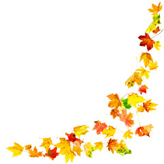 Wall Mural - falling autumn maple leaves isolated on white