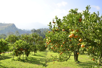 Wall Mural - Orange fram in the north of Thailand.