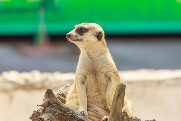 Meerkat sitting.