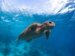 rare endangered Loggerhead Sea Turtle