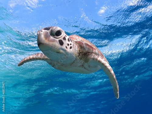 Fotografía La cara de cerca de una tortuga marina verde