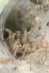 Poster - Funnel-web spider, Agelena labyrinthica