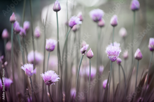 Fototapeta na wymiar Flowering chives