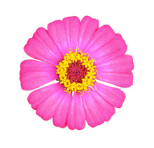Pink Zinnia Flower