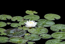 White Lotus Flower On Lily Pads