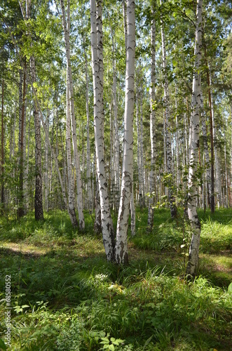 Naklejka samoprzylepna W naturze