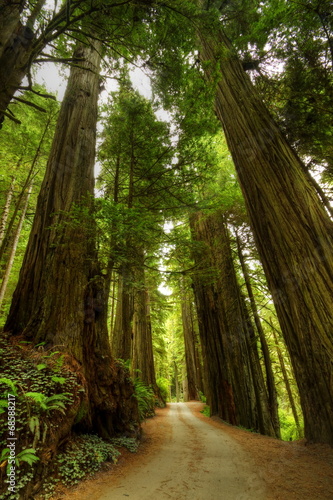 Dekoracja na wymiar  droga-lesna-redwood