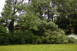 Storm Damage Large Tree and Building