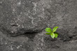 Small green plant growing between stones.