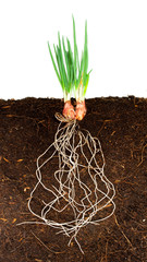 Canvas Print - Onion Growing plant with underground root visible