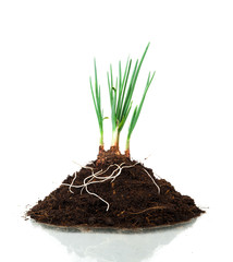 Canvas Print - Onion Growing plant with underground root visible