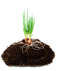 Canvas Print - Onion Growing plant with underground root visible