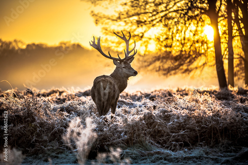 Tapeta ścienna na wymiar Red deer