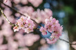 Sakura - Flor de cerejeira - Cherry blossom