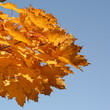 canvas print picture - Herbstlaub vor blauem Himmel