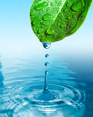 Poster - green leaf with water drop ans splash isolated o white