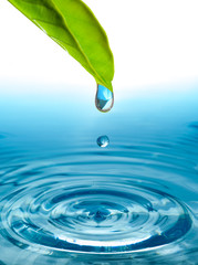 Wall Mural - green leaf with water drop ans splash isolated o white