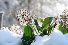 Ivy In Frost