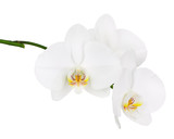 Fototapeta Panele - Six day old white orchid isolated on white background.