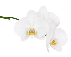 Wall Mural - Six day old white orchid isolated on white background.