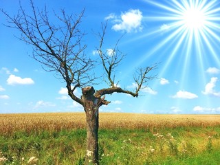 alter Baum am Feldrand im Sonnenschein