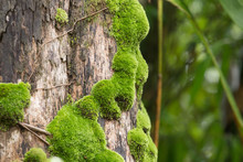 Moss On Trunk, Green Moss Grows On Tree Trunk In Forest