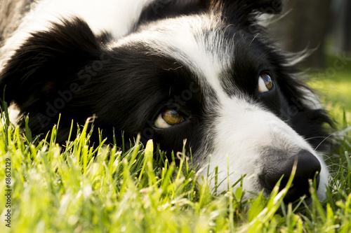 Plakat na papierze fotorealistycznym Border collie