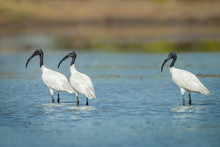 Three Black-headed Ibis  Finding Food And Look At Us