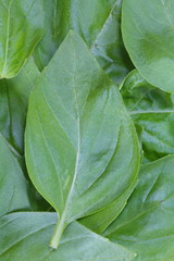 Wall Mural - Green Basil leaves in close - up