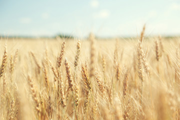 Wall Mural - golden wheat field and sunny day