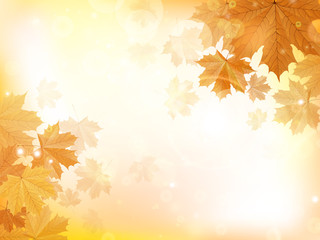 Wall Mural - Autumn design background with leaves