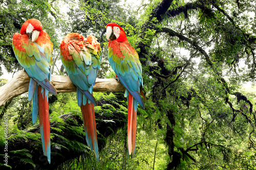 Naklejka ścienna parrots macaw in the rainforest
