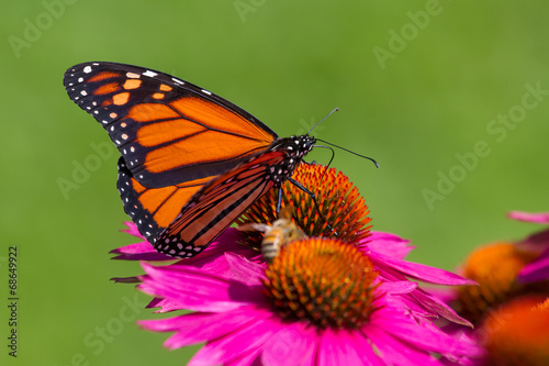 Board z aluminiowym obramowaniem Motyl monarchy