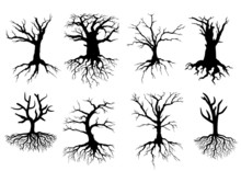 Bare Tree Silhouettes With Roots