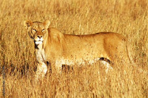 Naklejka samoprzylepna Lew na masai mara w Afryce