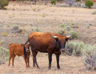 Cow and Calf