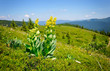 Gentian (Gentiana lutea) on a background of mountains and blue s