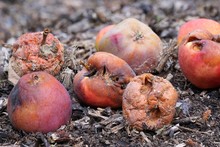 Group Of Rotten Apples On The Ground