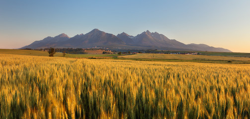 Wall Mural - Summer wheat field in Slovakia, Tatras.