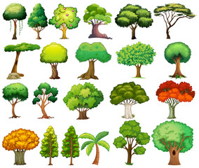 Wall Mural - set of trees