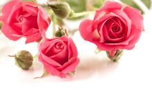 Three Miniature Pink Rosebuds